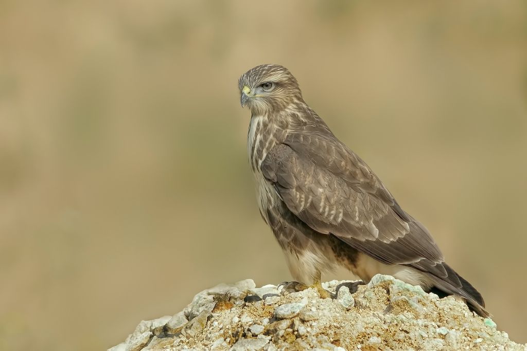 Poiana  (Buteo buteo)